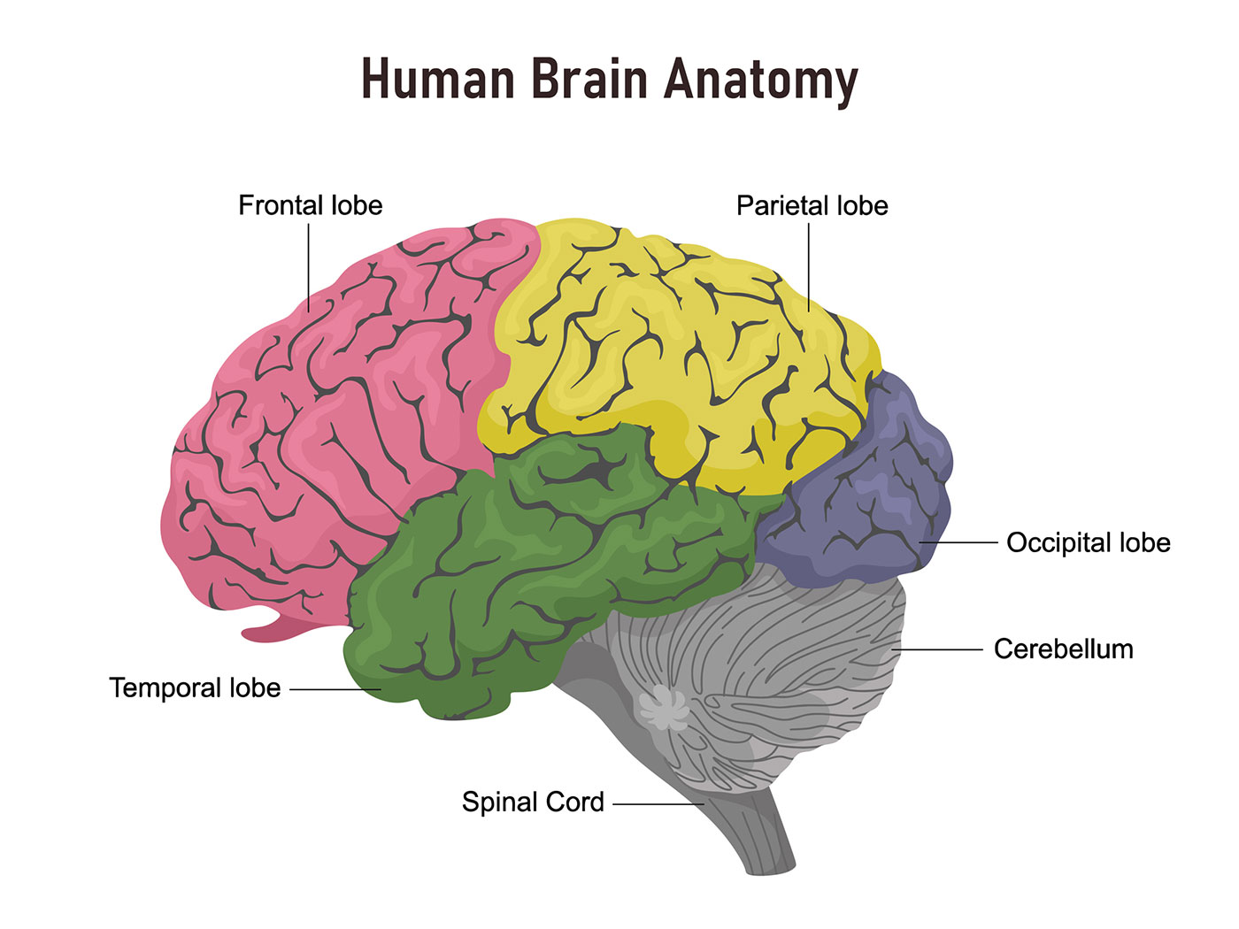 Brain lobes anatomy
